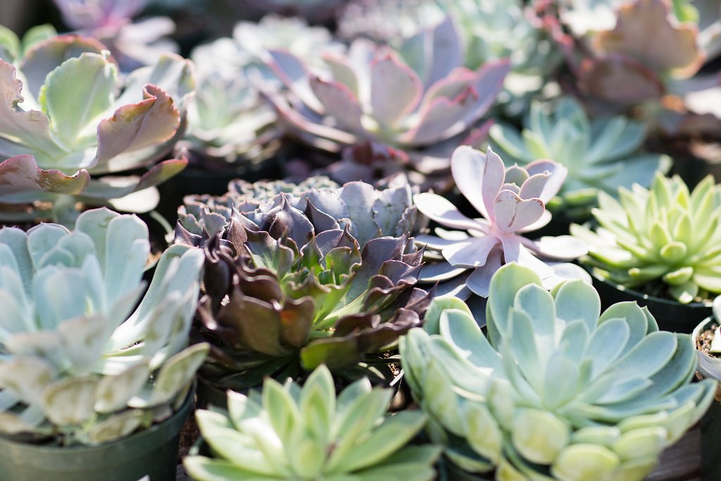 parterre48.jpg
